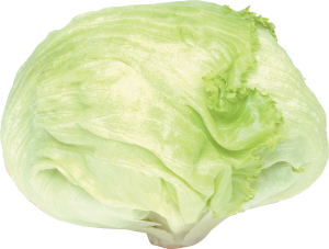 Cabbage PNG image-8782